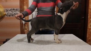 Ам. стаф. терьер голубого окраса