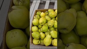 Крым, Желябовка , опт цены на фрукты от 16.09.23