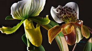 Растения-хищники. Экзотические растения планеты. Развивающее занятие для детей 3-7 лет.