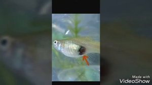 Когда отсаживать гуппи рожать мальков