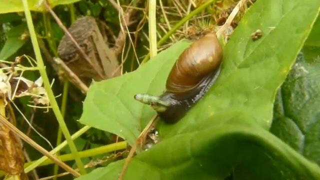 Улитка смотреть онлайн