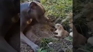 Собака докопалась до суслика / The dog got to the ground squirrel
