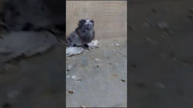 Лучшие породы голубей. Двухчубые голуби. Tauben. Pigeons. Palomas. Pombos. 비둘기. کبوترها.