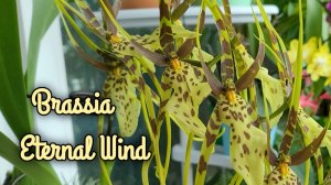 Brassia Eternal Wind. Первое домашнее цветение.