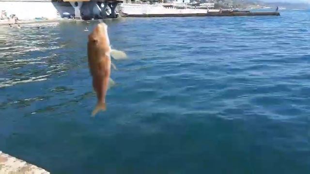 Барабулька Морская?? #супер #2023 #жизнь❤️? #море #рыба #рыбалка #отдых #лето 6 июля 2023 г.??? смотреть онлайн