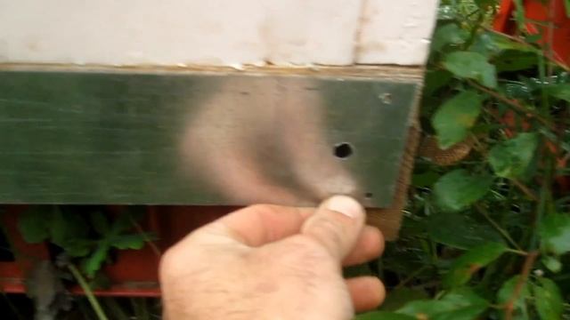 Пчеловодство.Делаю самодельные заградители на летки от мышей. Готовлю ульи к зимовке. смотреть онлайн