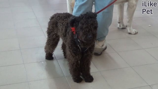 Как ухаживать за пуми? смотреть онлайн