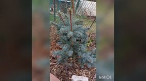 ель Изели или Айзели Фастегита