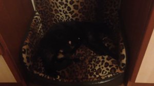 Кошка рожает, кошка зовёт хозяйку