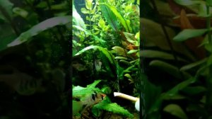 Диффузор СО2 из веточки берёзы в действии