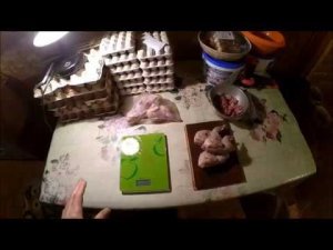 Первые перепелиные тушки //  Перепелки в домашних условиях