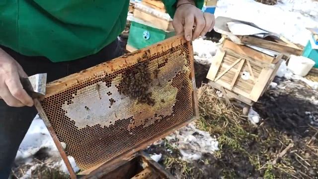 Пчелы опоносились что делать. Первые осмотры пчел весной смотреть онлайн