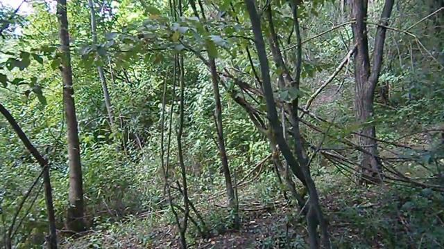 Сказ о дровах смотреть онлайн