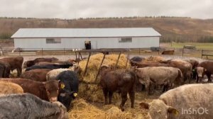 Фермерские будни, корма, сено, кормушки, анализы, бычки, природа. #фермер #фермеры