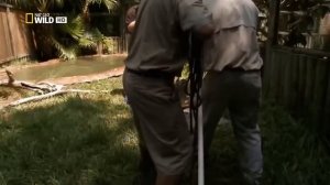 Самый большой крокодил BBC