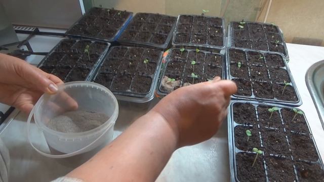 Профилактика сеянцев от "Черной ножки". Народные методы смотреть онлайн