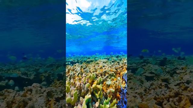 Подводная красота смотреть онлайн