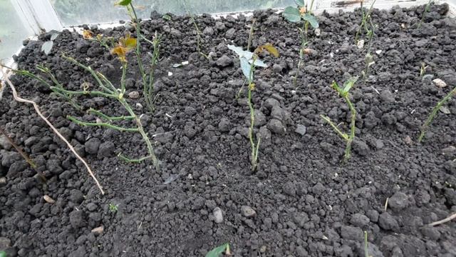 Отважная🌻Хочу много роз.