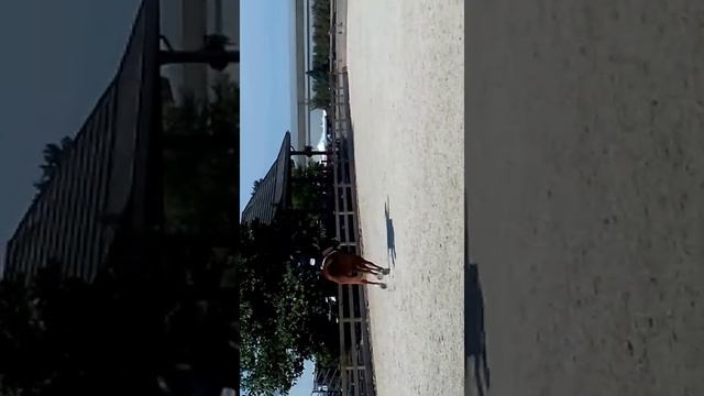 Tango Sunday classsic rd 2 60 pts смотреть онлайн