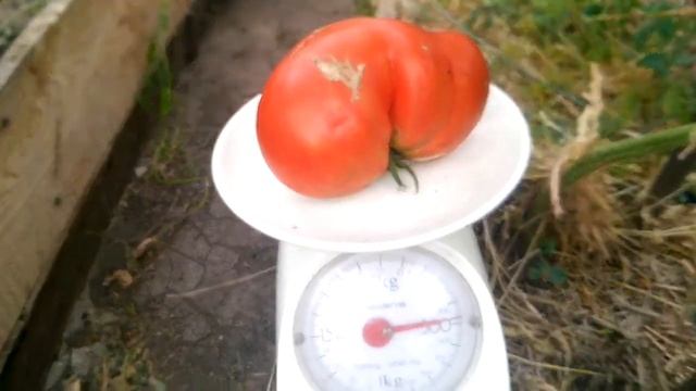 Опрыскивание томатов от бурой гнили фитосспорином. смотреть онлайн