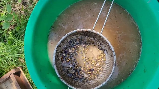 Осень и осы на пасеке,  что делать... смотреть онлайн