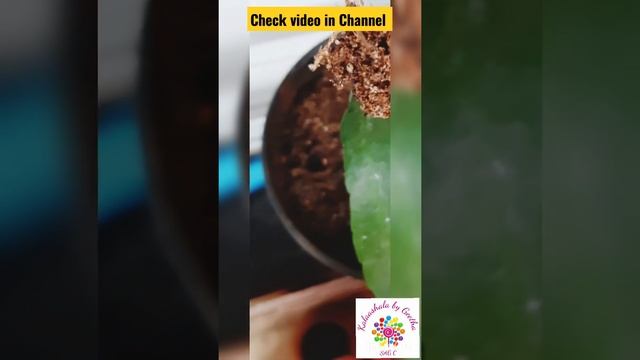 Leaf Propagation | Epiphyllum Oxypetalum | Brahmakamal | Night blooming Cereus | Night Queen Flower