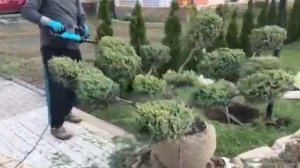 Ниваки.Стрижка и формировка.
