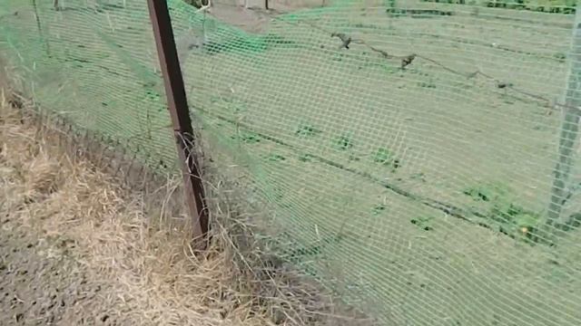 посадка тыквы семенами в открытый грунт || посадка тыквы семенами в открытый грунт видео смотреть онлайн