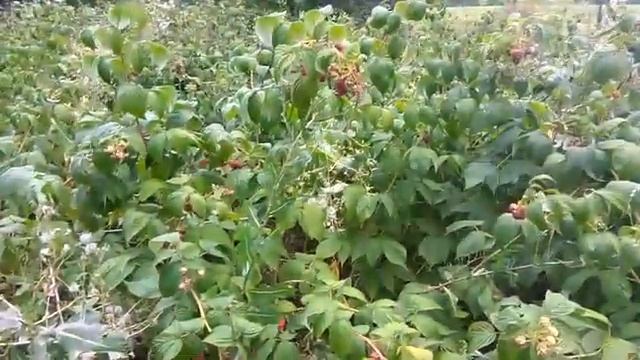 Малина Полка, ремонтантная малина, польская селекция, маліна саженці смотреть онлайн