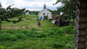Удачное ручное опыление: тыковка увеличилась в размерах. Ура!!! Растим большие тыквы. Часть 12.