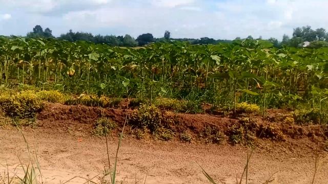 Лес, жара, и комары. Металлопоиск с МД Фортуна М3 и Квазар АРМ..