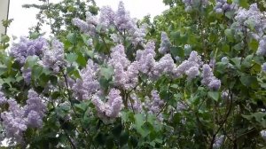 Как сохранить сирень в срезке.