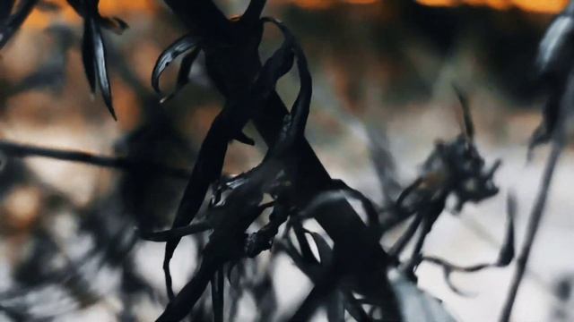 VID 20230103 035611 Пуншевая песня (Фридрих Шиллер)...Павел Васильев Лахтинский