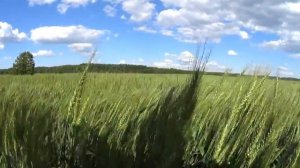 ПОХОД В ЛЕС, УТРЕННИЙ ГОСТЬ.