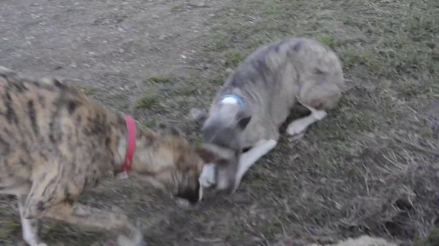 щенок уиппета поймал мышь смотреть онлайн