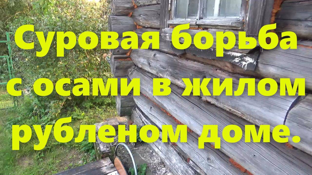 Осы на даче и в жилом доме: как избавиться от ос? Средство от ос.