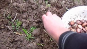 Посадка чеснока под солому.