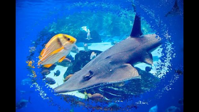 СКАТ БАБОЧКА МОРЯ смотреть онлайн