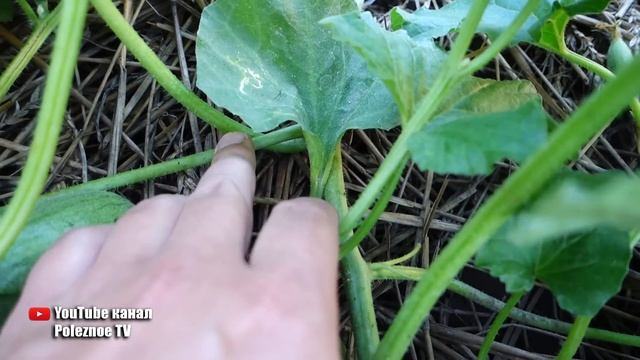 СТАРЫЙ КОЛХОЗНЫЙ МЕТОД СТИМУЛЯЦИИ ДЫНИ К ОБИЛЬНОМУ ПЛОДОНОШЕНИЮ смотреть онлайн