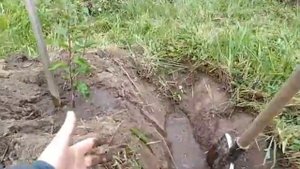 как правильно посадить грушу на севере