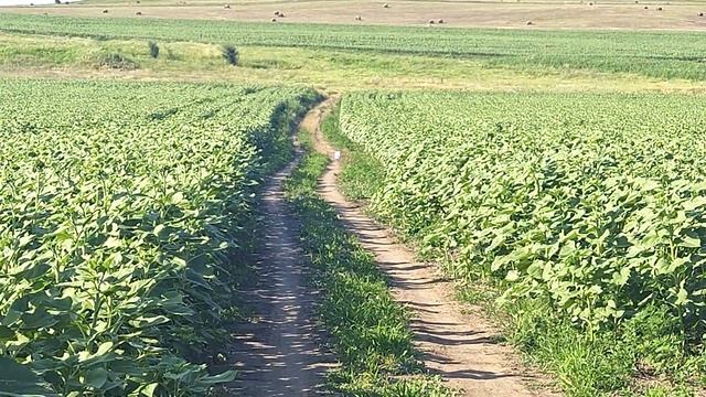 Охота на сурка байбака