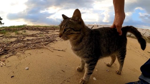 砂浜によく喋る猫がいました