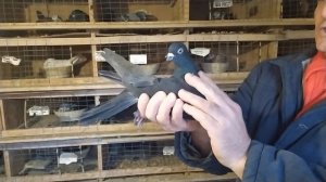 Николаевские Голуби Донбасса! - Не прошло и 3 дня - вернулся Жук в родную гавань!