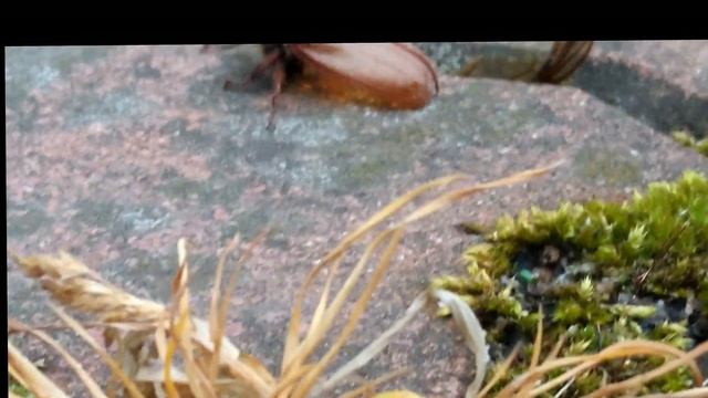 Живой майский жук без жопы( смотреть онлайн