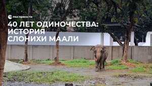 40 лет одиночества: история слонихи Маали