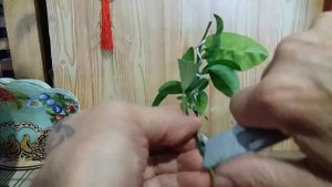 Прививка Кумкват Маргарита от Витали из Курагино Vaccination Kumquat Margarita from Vitali