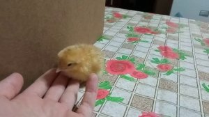 Зачем забирать цыплят из под квочки и нужно ли это делать вообще?