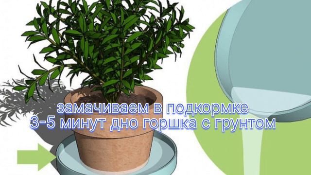 1 ложка на любой домашний цветок Зацветёт моментально!#цветы