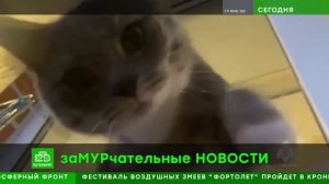 ЗаМУРчательные НОВОСТИ