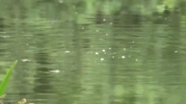 Круглый год макаю в это мотыля червя опарыша и на каждой рыбалке устаю ловить рыбу, это что то! смотреть онлайн